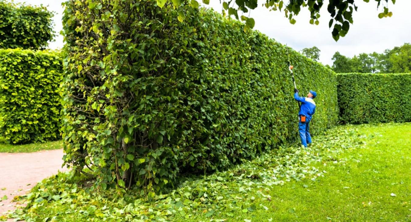 Taille de haies & Débroussaillage dans le 27 Eure